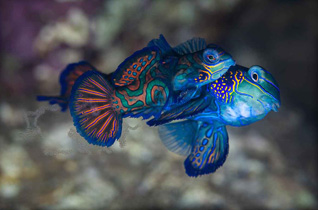 Third Place: Mandarin Fish with Eggs by Jose Antonio Castellano Garrido