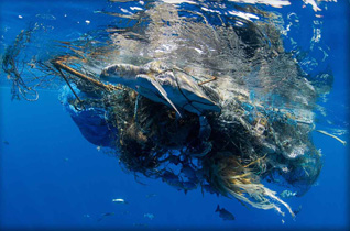 First Place: Choking Olive Ridley Turtle by Peter DeMaagt