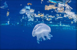 Second Place: Medusa in Marine Litter by Peter DeMaagt