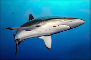 Third Place: Silky Shark with Hook by Ferenc Lorincz