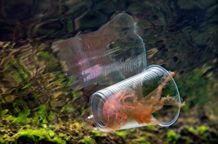 Honorable Mention: Transparent Killer by Guido Villani