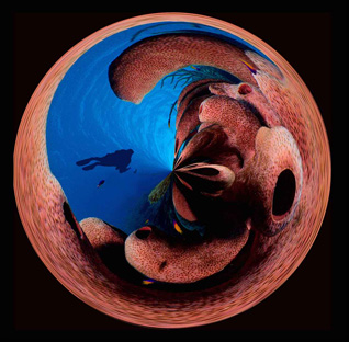 Honorable Mention: Sponge Diver by James Squires