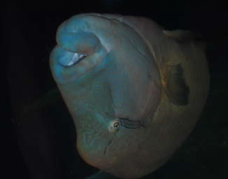 Oh! What a Big Fish, the winning Grade 6 digital image by Kidanzac A. Tallada