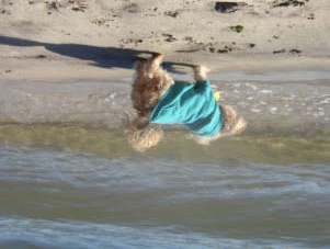 Ruff Seas, the winning Kindergarten digital image by Isabella Smith
